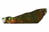 Iridescent Ammolite (Fossil Ammonite Shell) - Alberta, Canada #156727-1